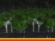 Tim Aliran: Mengambil permata kebun anggur ajaib di Dungeons & Dragons Online