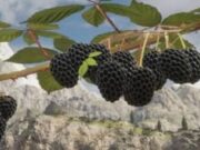 Pax Dei membanjiri Discord dengan tangkapan layar satwa liar dan terus menjanjikan pengujian alfa segera