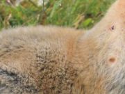 WRUP: Jim mencuri edisi es loli Anda