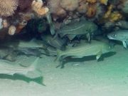 WRUP : Memperbaiki kesalahan pada edisi kata-kata mutiara populer