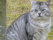 WRUP: Entri ini dalam edisi kucing