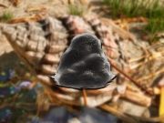 Ark Survival Ascended – Cara mendapatkan Cementing Paste di Aberration